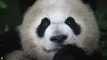 Китай създава огромен национален парк за панди