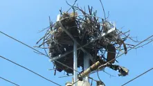 Близо 200 платформи за щъркелови гнезда монтирани в Югоизточна България