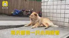 Вярно куче от Китай плени сърцата