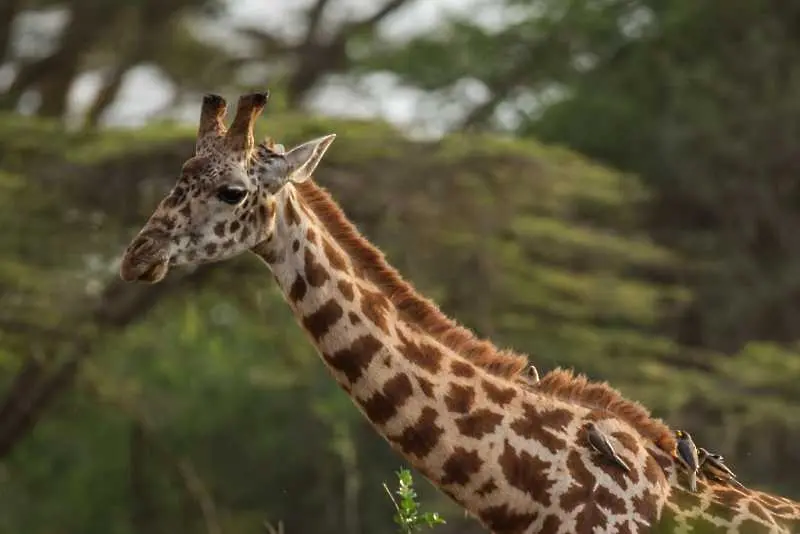 Режисьор бе убит от жираф по време на снимки в Южна Африка
