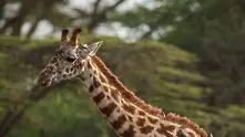 Режисьор бе убит от жираф по време на снимки в Южна Африка