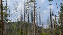 Продължава приемът на проекти за справяне с щети по горите от природни бедствия 