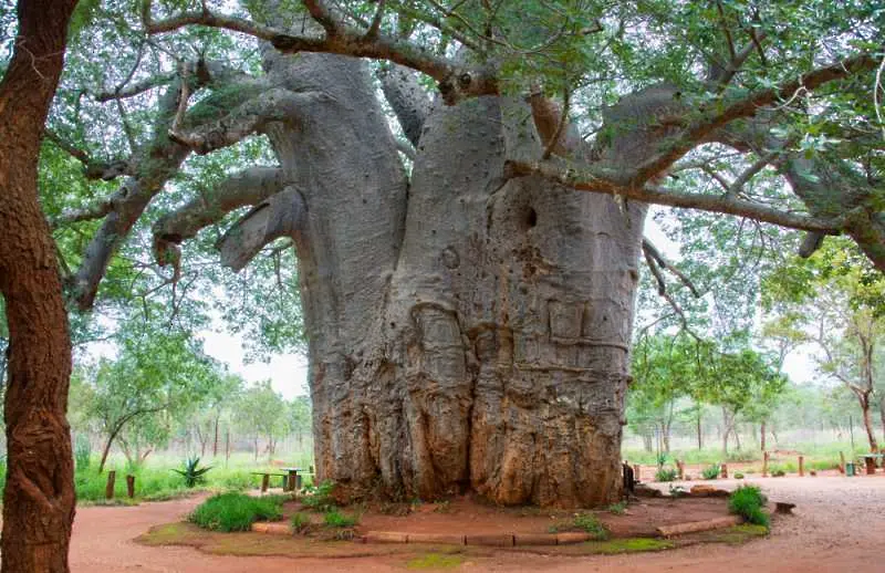 Учени: В Африка умират най-старите дървета в света