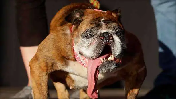 Булдогът Жа Жа е най-грозното куче на света