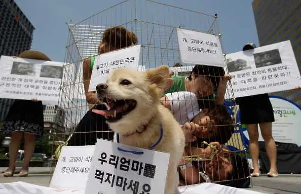 Южнокорейски съд обяви за незаконно убиването на кучета за месо