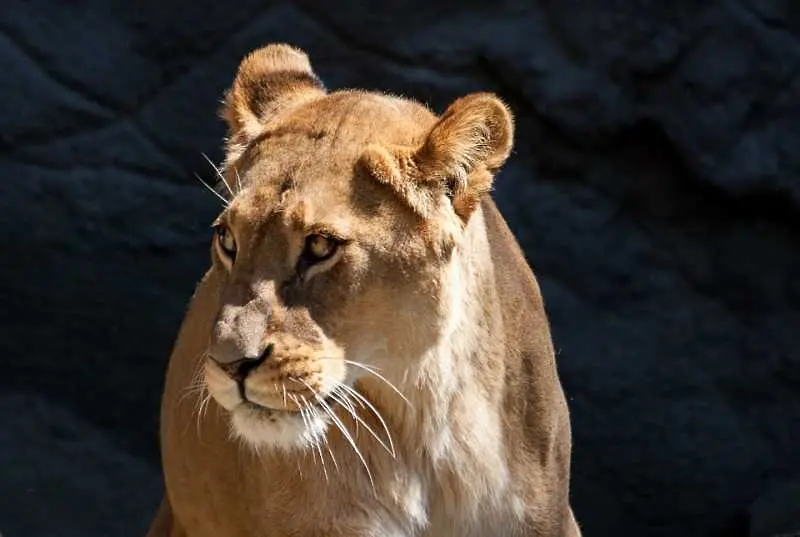 Лъвица избяга от зоопарка в Брюксел, убиха я