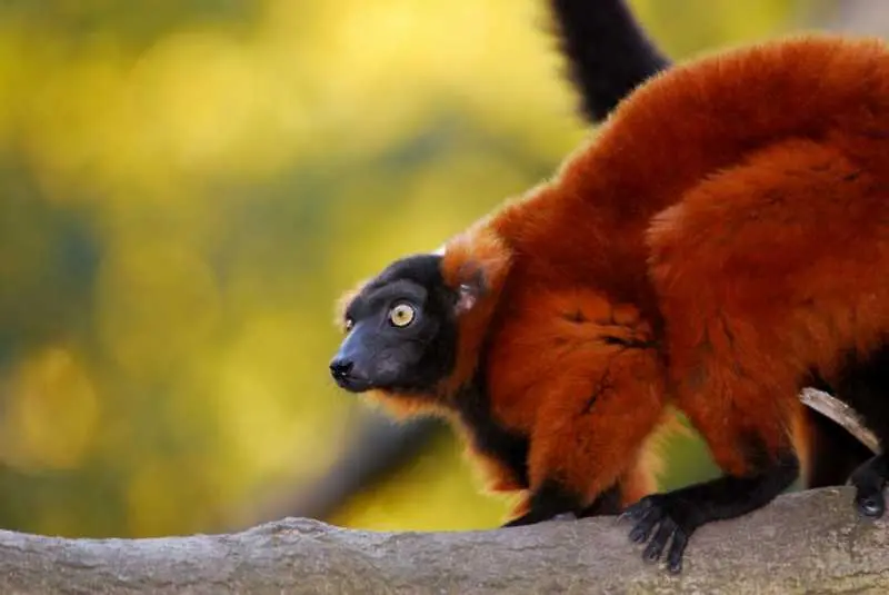 Уникалните животни на остров Мадагаскар