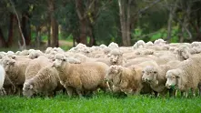 Увеличиха на 15 лв. помощта de minimis за овца или коза майка