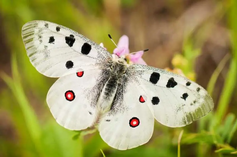 Нежните красавици на България - пеперудите (фотогалерия)