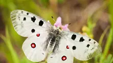 Нежните красавици на България - пеперудите (фотогалерия)