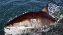 Акула уби турист в Червено море