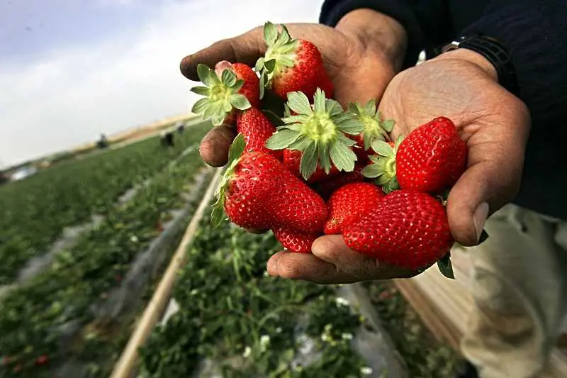 Австралия търси виновниците за криза с игли, открити в ягоди и други плодове