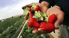 Австралия търси виновниците за криза с игли, открити в ягоди и други плодове