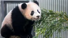 Китайските власти забраниха снимките с панди