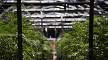 Съветът за контрол на наркотиците осъди решението на Канада да узакони марихуаната 