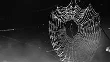 Паяжината е 5 пъти по-здрава от стоманен кабел, твърдят учени