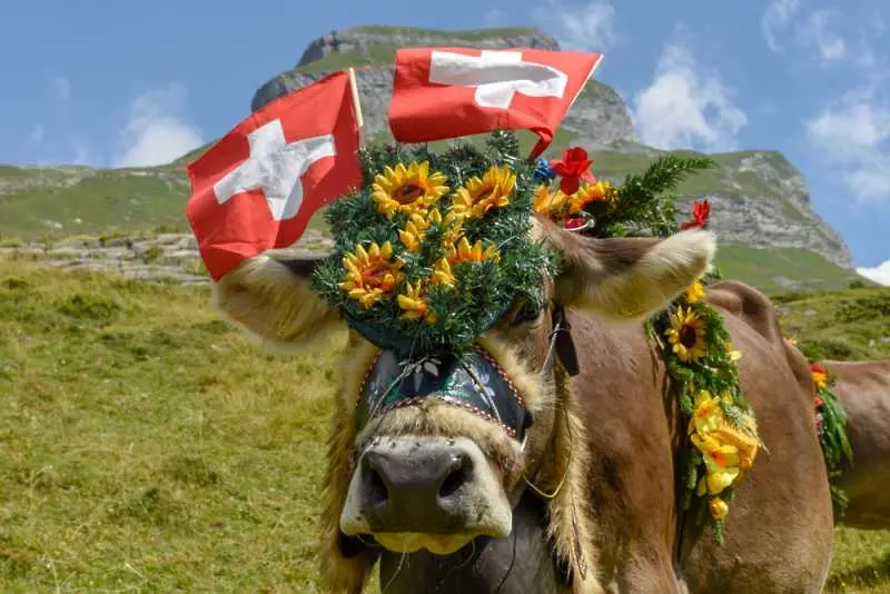 Швейцария ще проведе референдум за правата на кравите