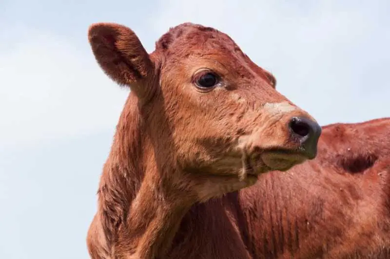 Днес Швейцария решава дали да реже рогата на кравите