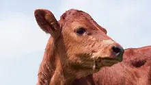 Днес Швейцария решава дали да реже рогата на кравите