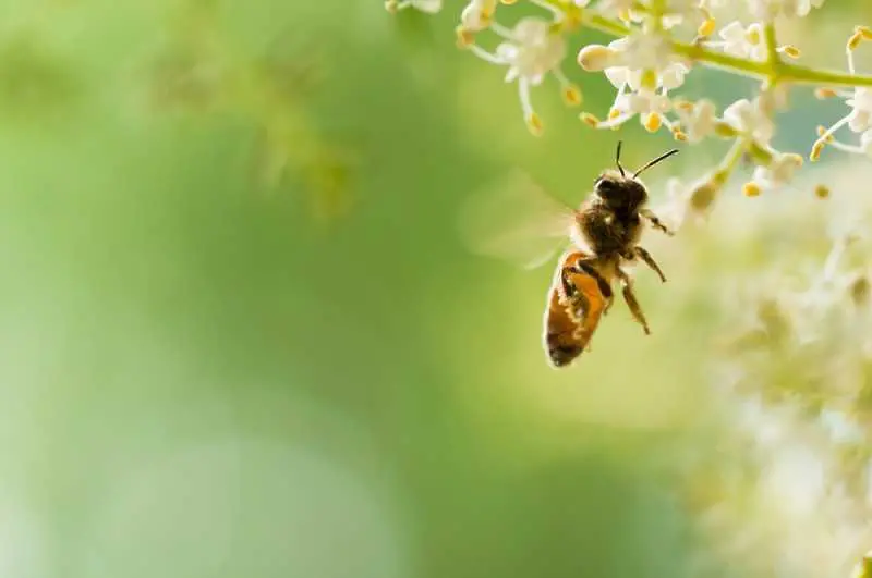 Пробив: Учени създадоха ваксина срещу заболяване при пчелите