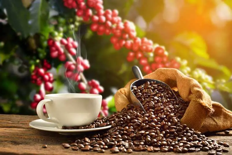 Повече от половината разновидности на дивото кафе са на ръба на изчезване