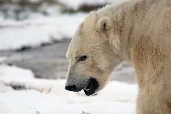 Извънредно положение обяви руски архипелаг заради нашествие на бели мечки
