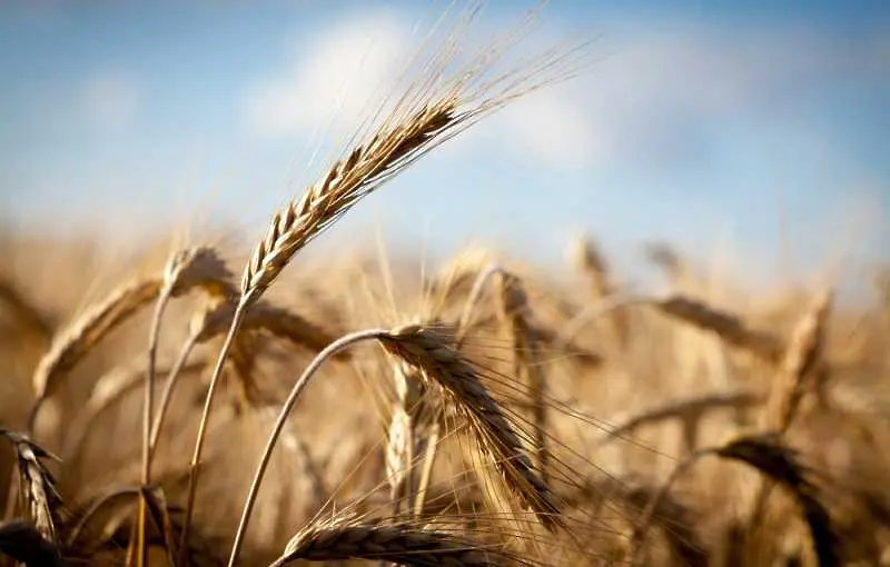 Суша влошава качеството на пшеницата