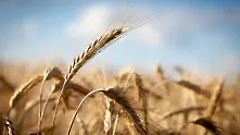 Суша влошава качеството на пшеницата