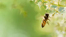 Странджанският манов мед влезе в списъка на защитените продукти на ЕС
