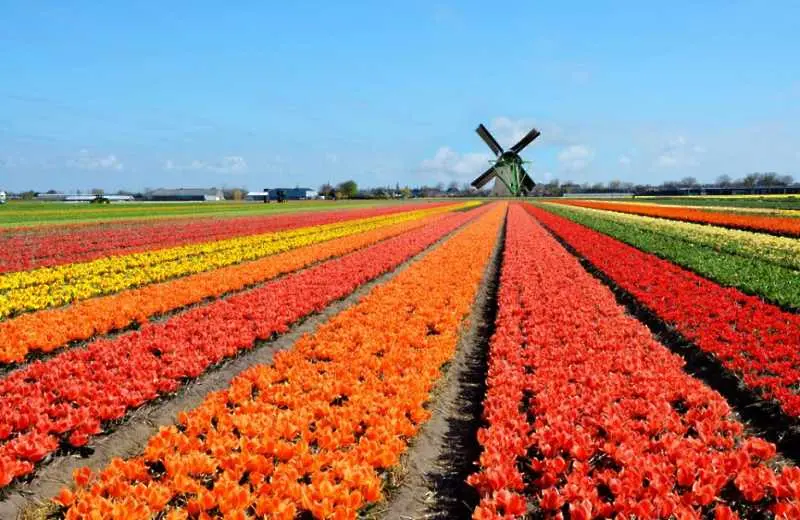 Instagram лудост принуди холандските земеделци да поставят огради около полетата с лалета
