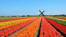 Instagram лудост принуди холандските земеделци да поставят огради около полетата с лалета