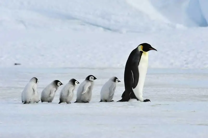 Масова смърт на бебета императорски пингвини