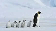 Масова смърт на бебета императорски пингвини