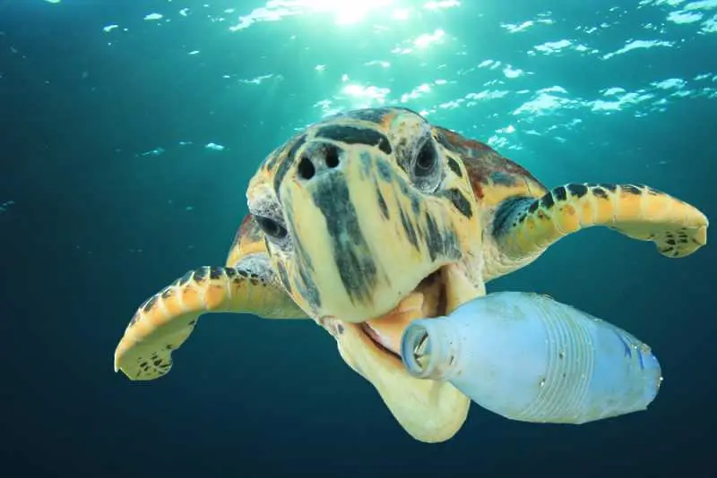 От 5 до 12 милиона тона пластмасови отпадъци попадат в световния океан всяка година