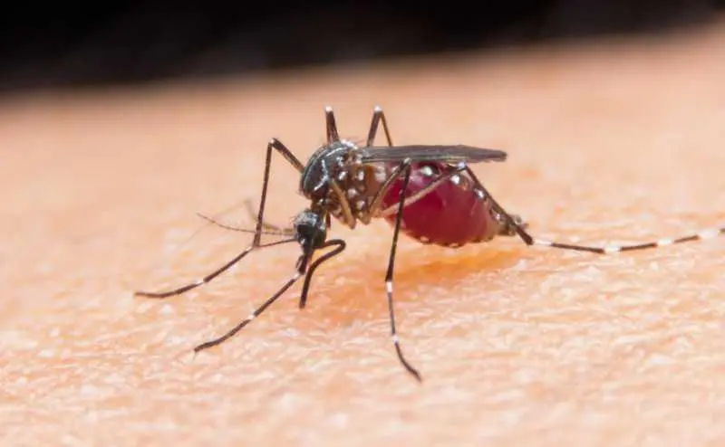5 типа хора стават любимо угощение за комарите