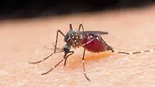 Гърция бие тревога: Опасни комари разпространяват западнонилска треска