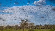 Милиони скакалци нападнаха остров Сардиния