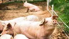 Много висок е рискът от епидемия от африканската чума по свинете у нас