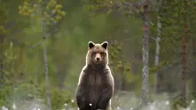 Три проблемни мечки ще бъдат отстреляни в Смолянско