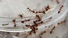 Ужас! Смерч от летящи мравки заснеха в Украйна (видео)
