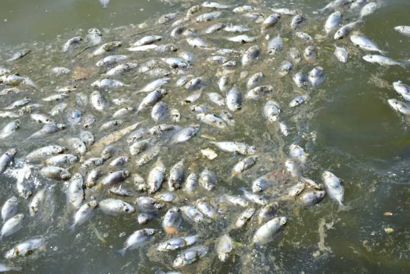 Тонове мъртва риба изплува в река Искър