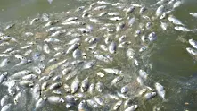 Тонове мъртва риба изплува в река Искър