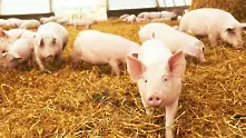 Има опасност България да загуби цялото си свиневъдство