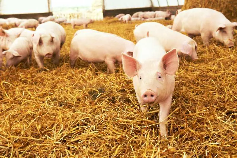 Беларус спира вноса на свинско от Приморския край на Русия заради Африканска чума
