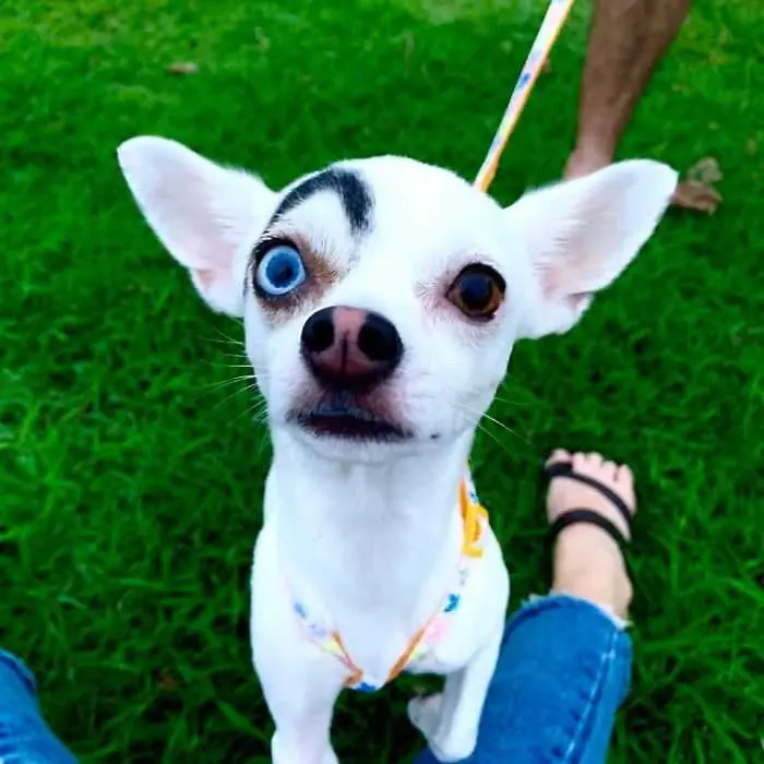 Това кученце с уникална физиономия завладя интернет и има защо