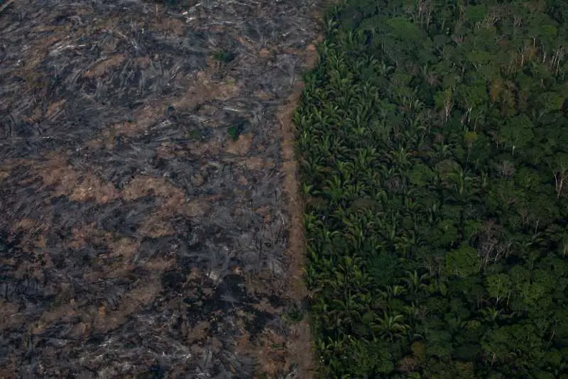 Лондон обеща 10 милиона лири за повторното залесяване на Амазония
