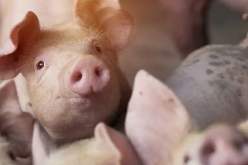 Сърбия съобщи за предполагаеми случаи на африканска чума по свинете