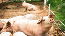 Изклаха стотици свине в Япония заради епидемия от свинска треска