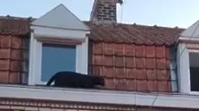 Черна пантера се разходи по покривите на къщи в Лил