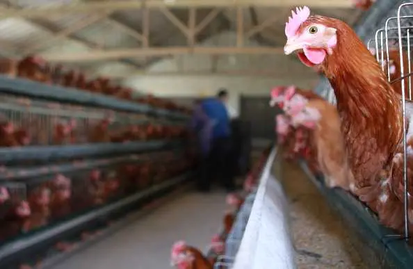 Япония отмени временна забрана за внос на птиче месо от България